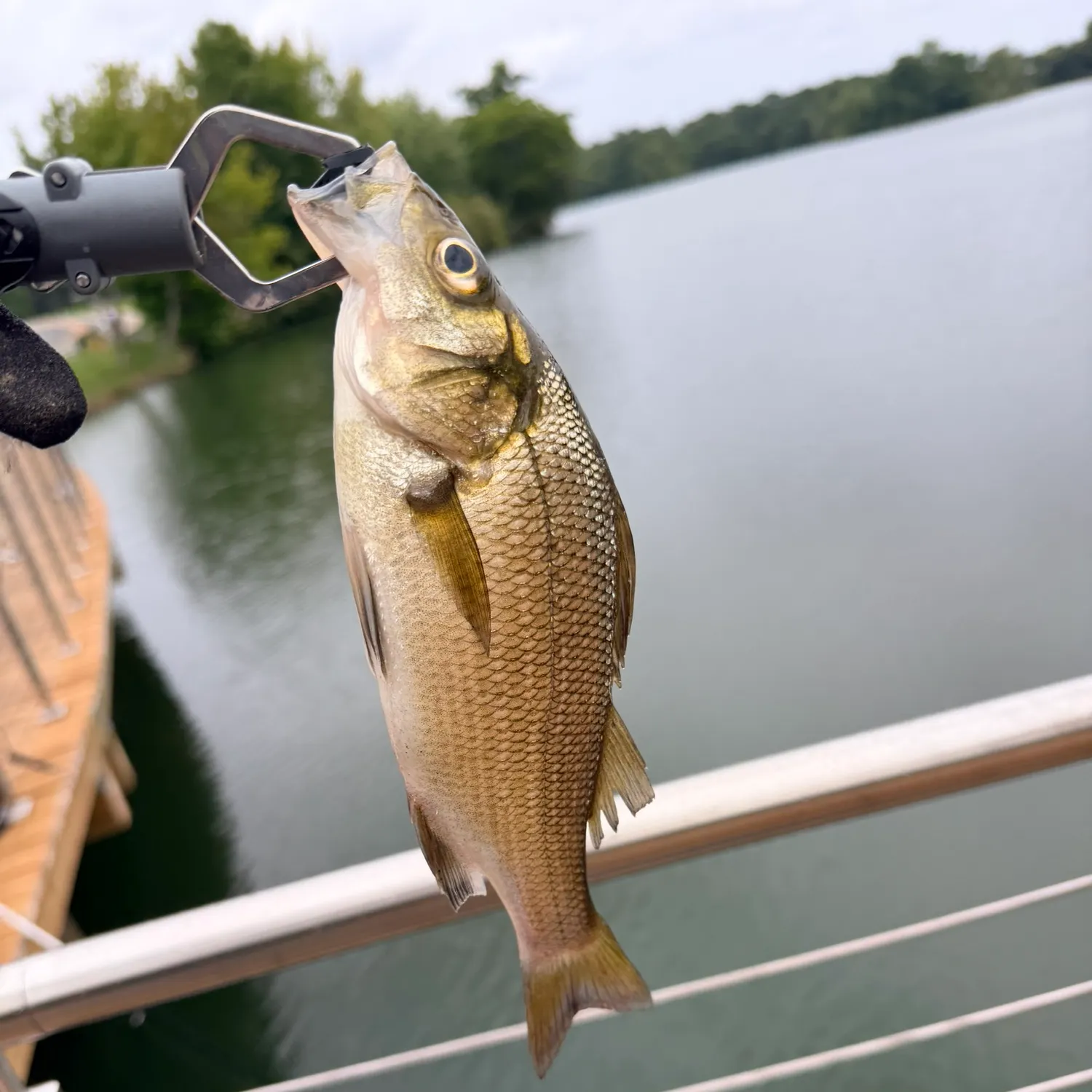 White perch caught on Fishbrain