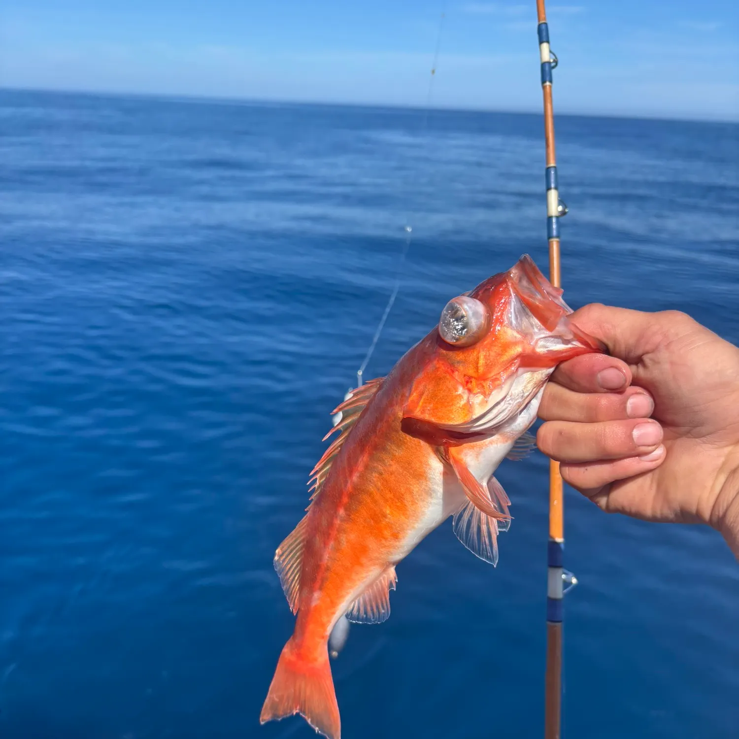 The most recent Vermilion rockfish catches on Fishbrain