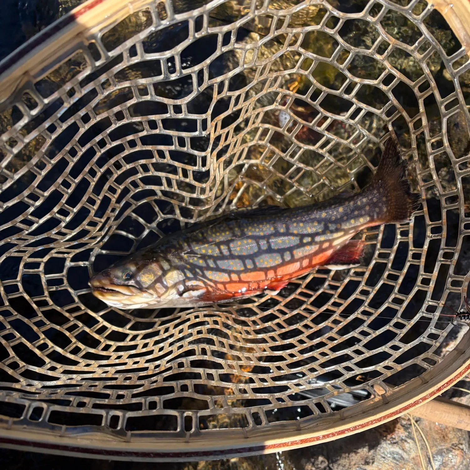 Brook trout caught on Fishbrain