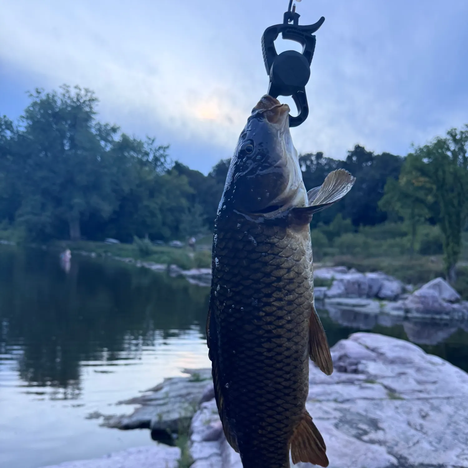 Common carp caught on Fishbrain