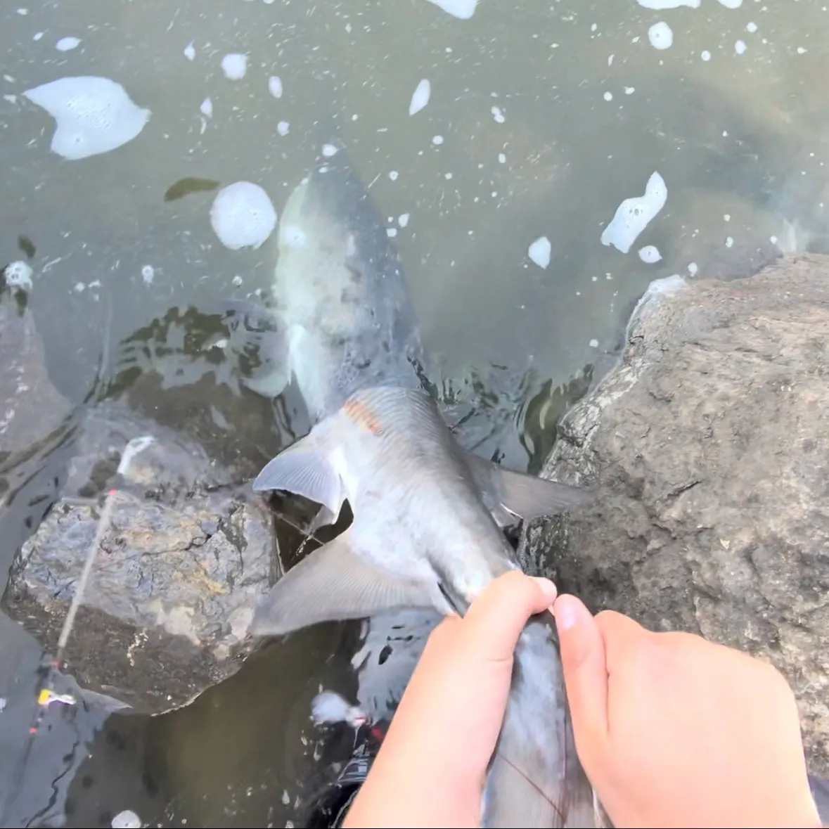 The most recent Paddlefish catches on Fishbrain