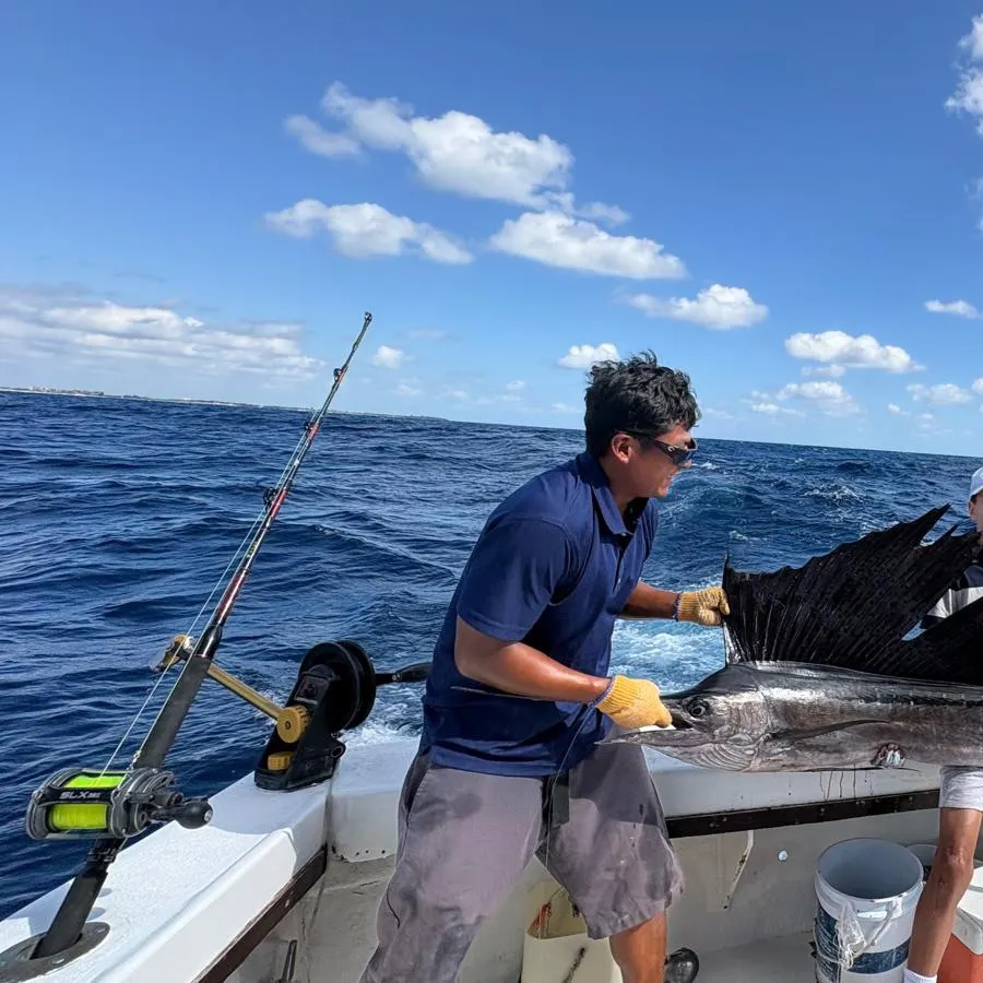 The most recent Atlantic sailfish catches on Fishbrain