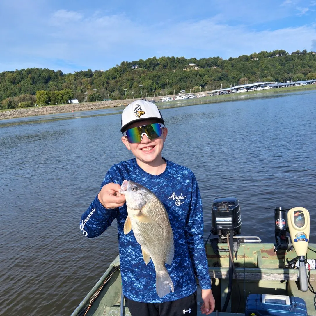 Freshwater drum caught on Fishbrain