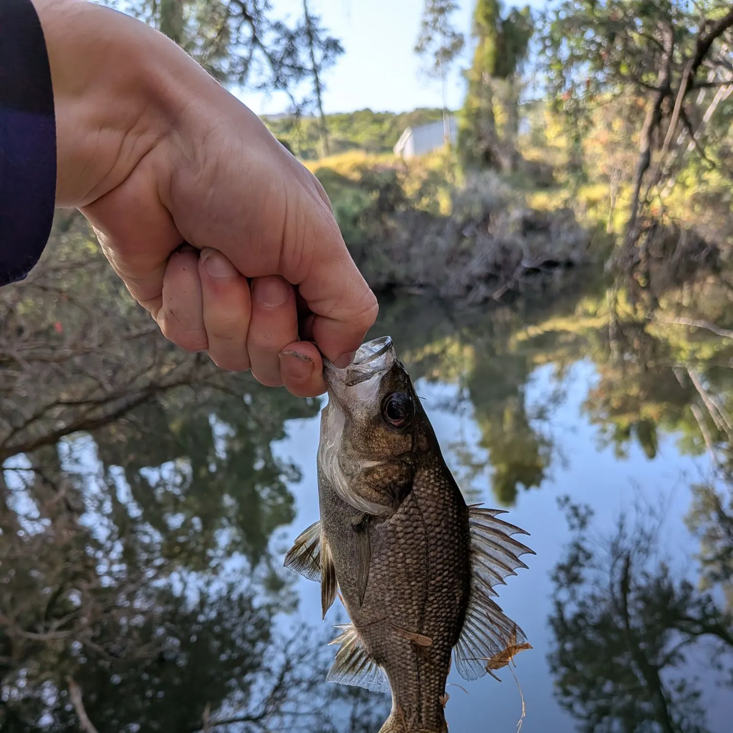 The most recent Australian bass catches on Fishbrain