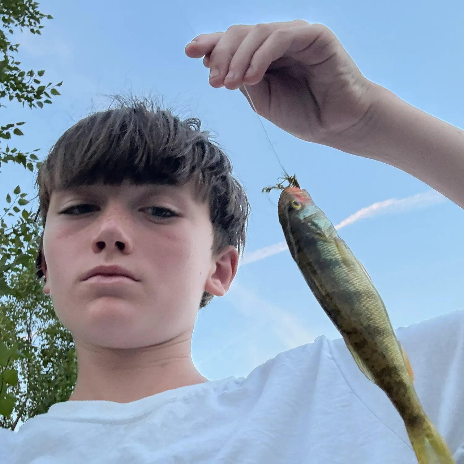 Yellow perch caught on Fishbrain