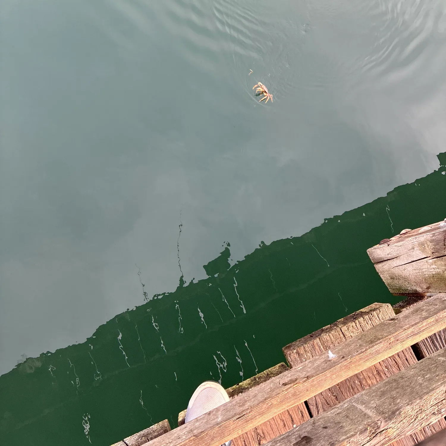 The most recent Dungeness crab catches on Fishbrain