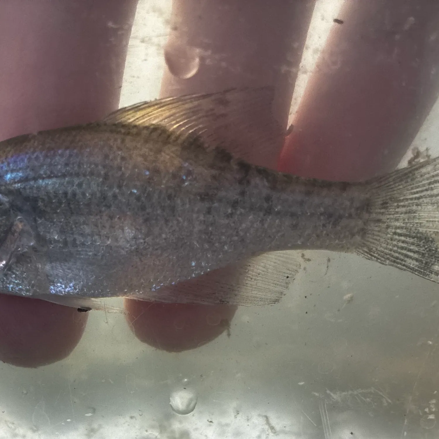 The most recent White crappie catches on Fishbrain