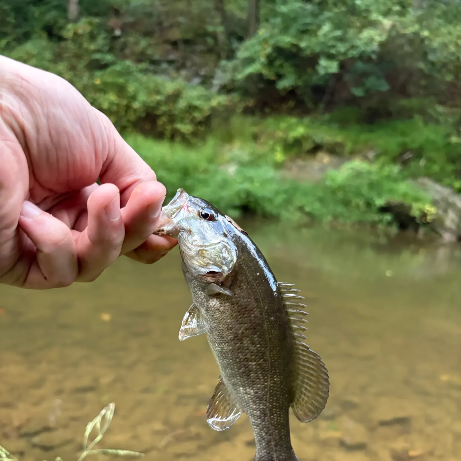Smallmouth bass caught on Fishbrain