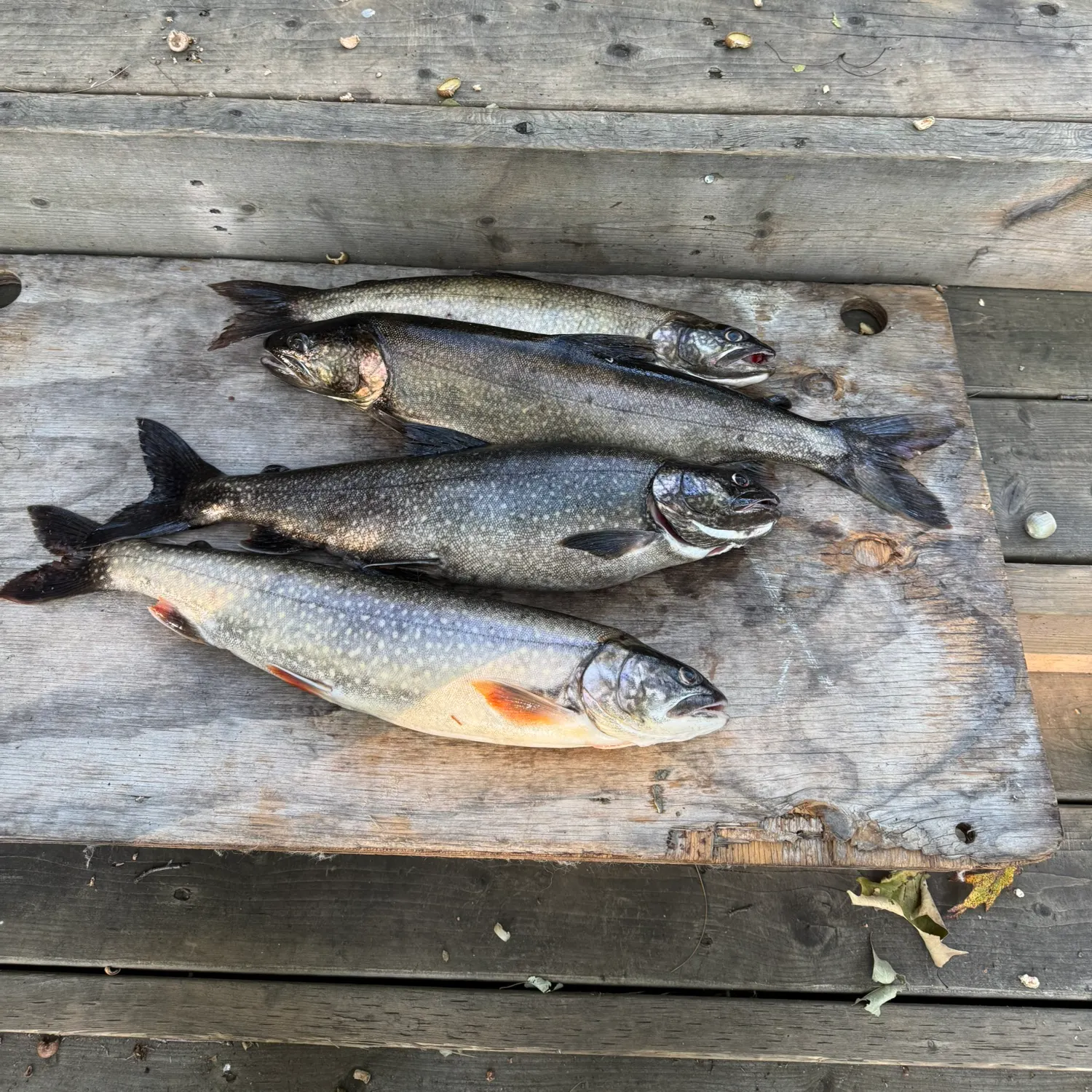 recently logged catches