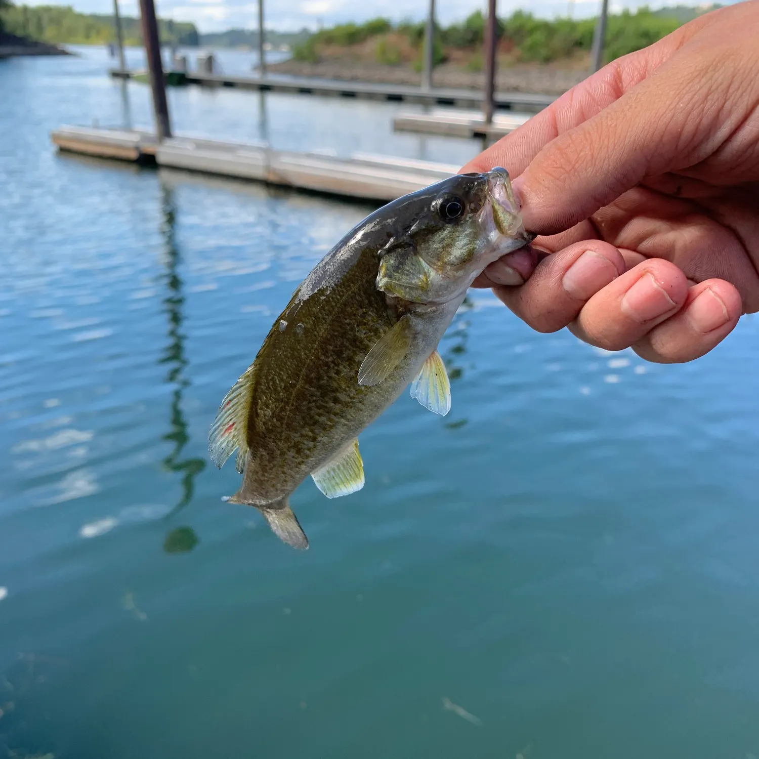 Smallmouth bass caught on Fishbrain