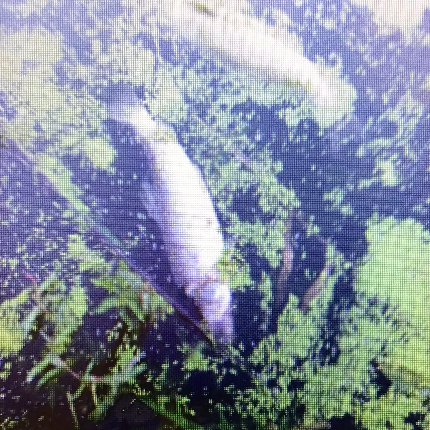 Spotted sucker caught on Fishbrain