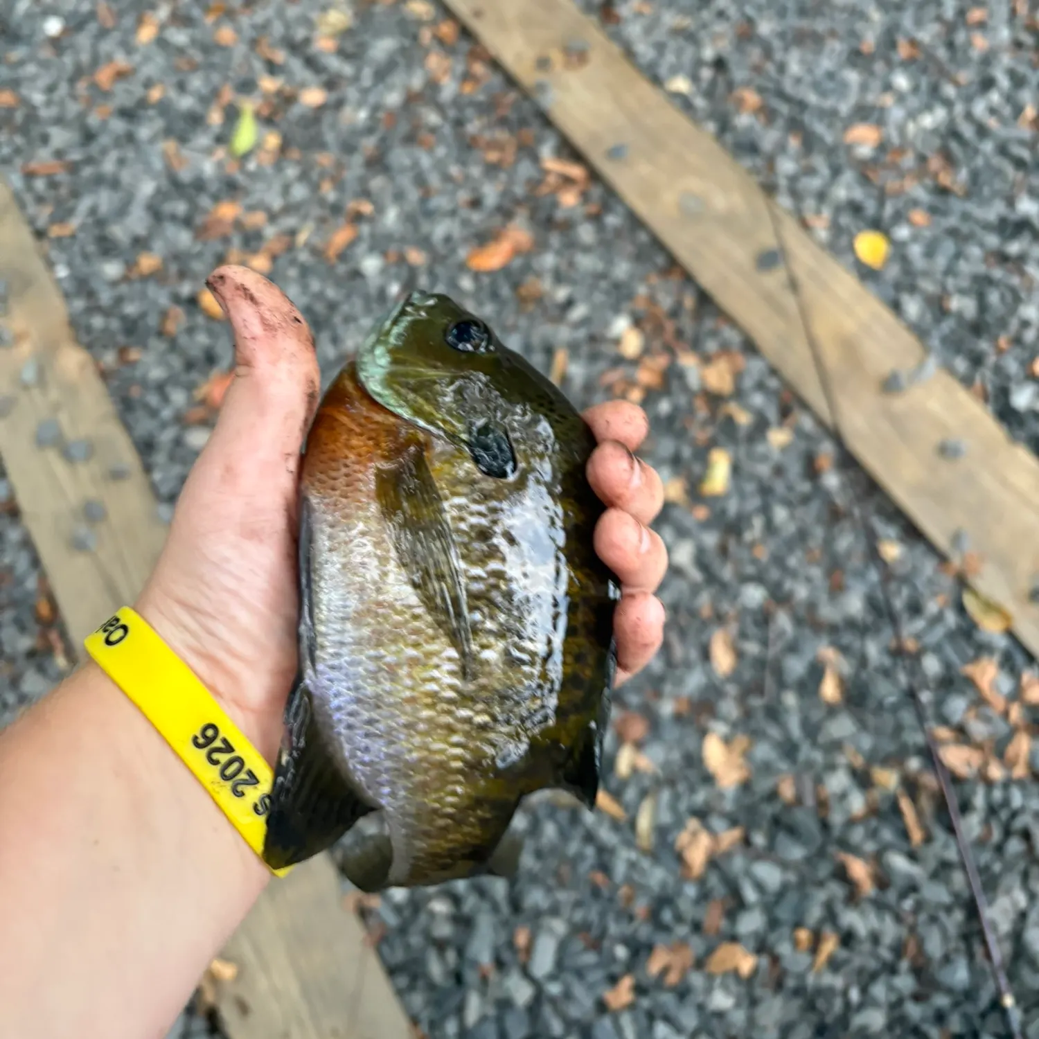 Bluegill caught on Fishbrain