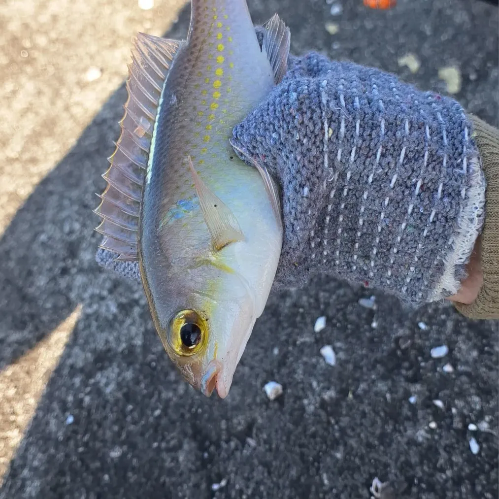 The most recent Saw-jawed monocle bream catches on Fishbrain
