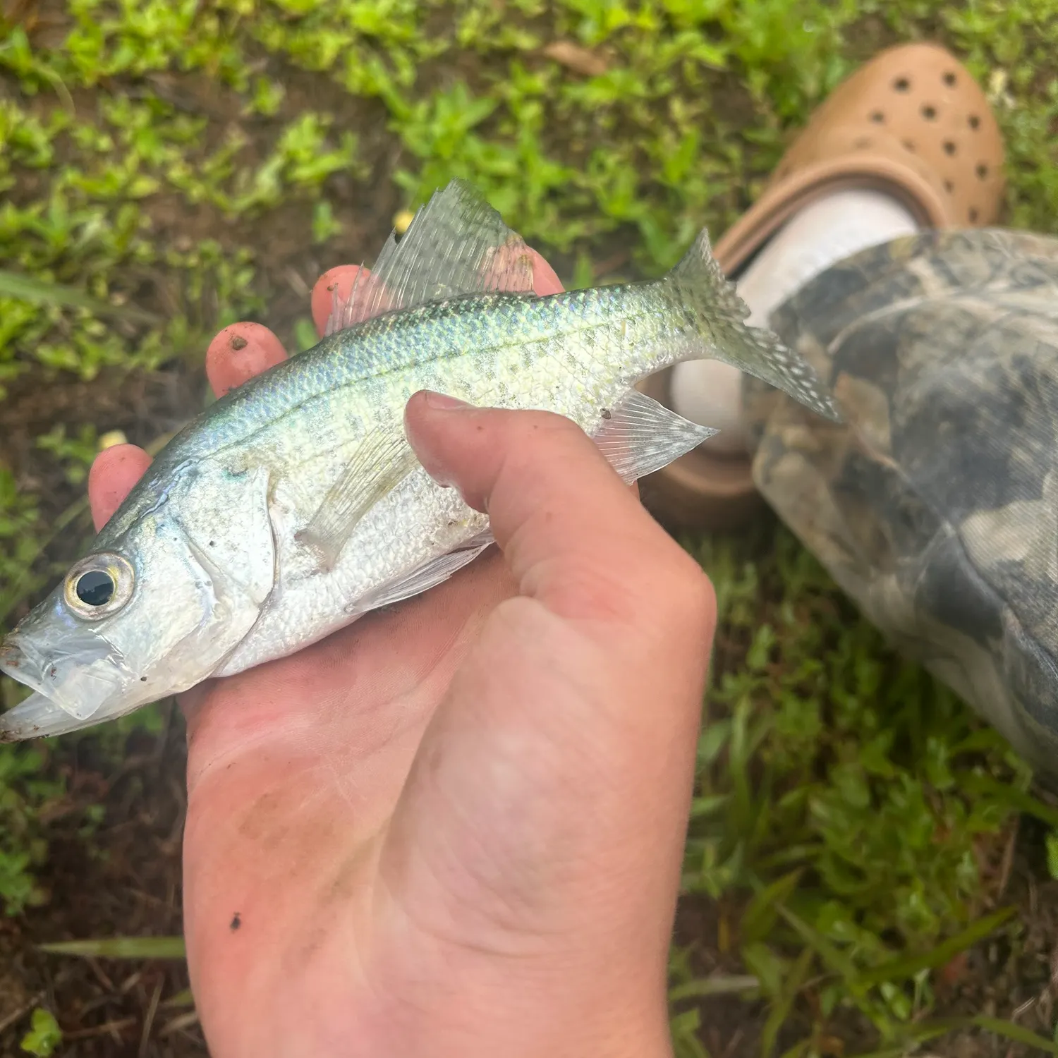 The most recent Striped mojarra catches on Fishbrain