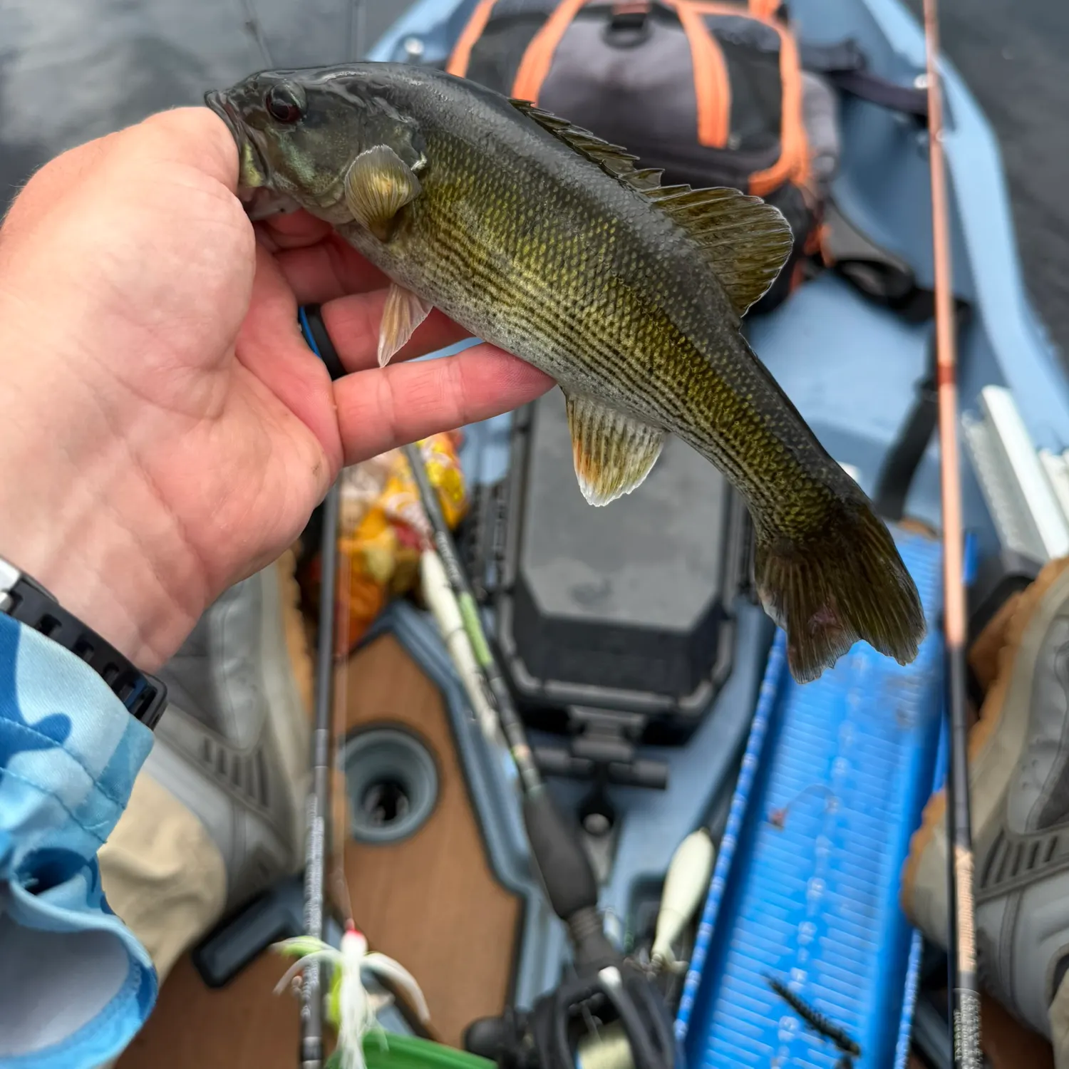 The most recent Bartram's bass catches on Fishbrain