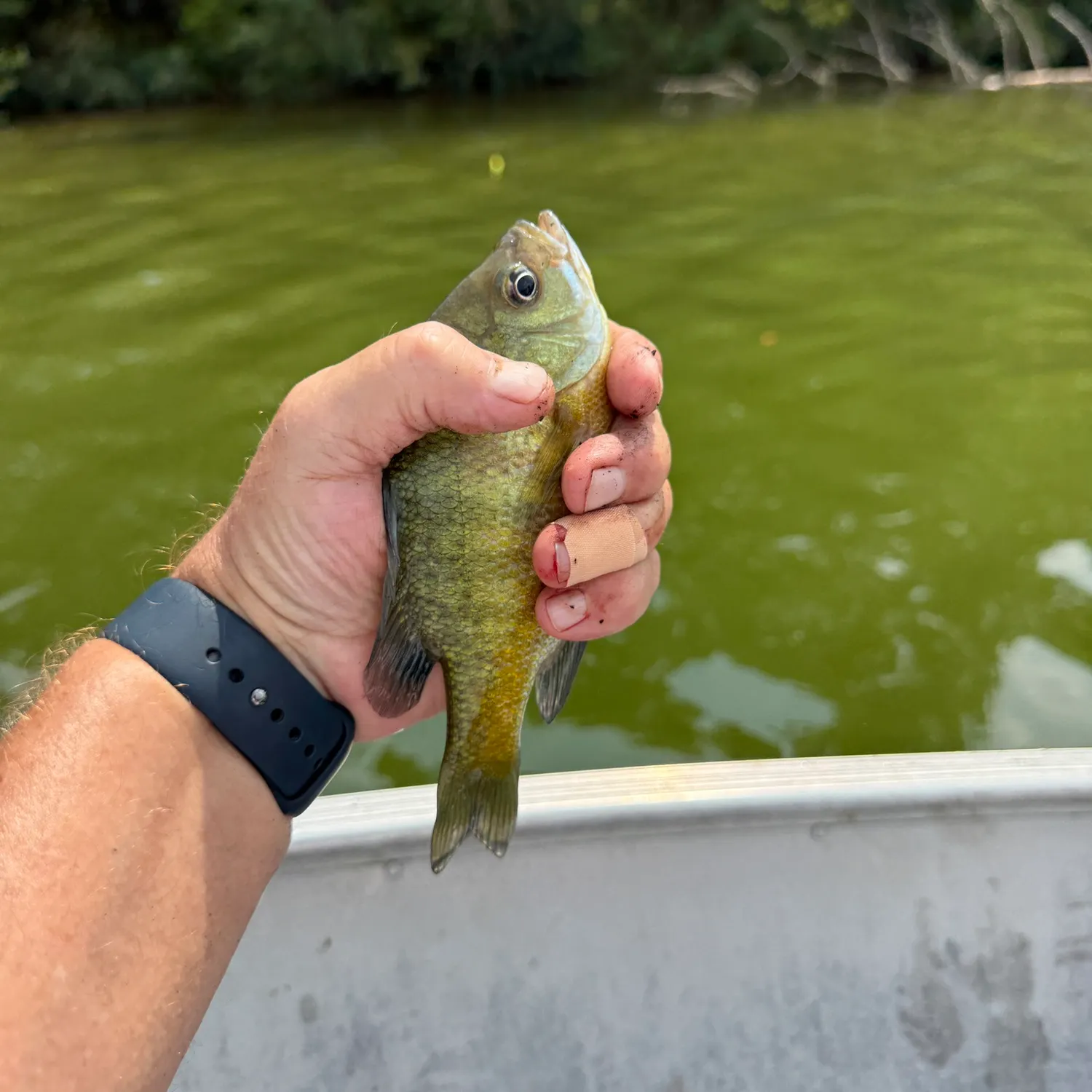 Bluegill caught on Fishbrain