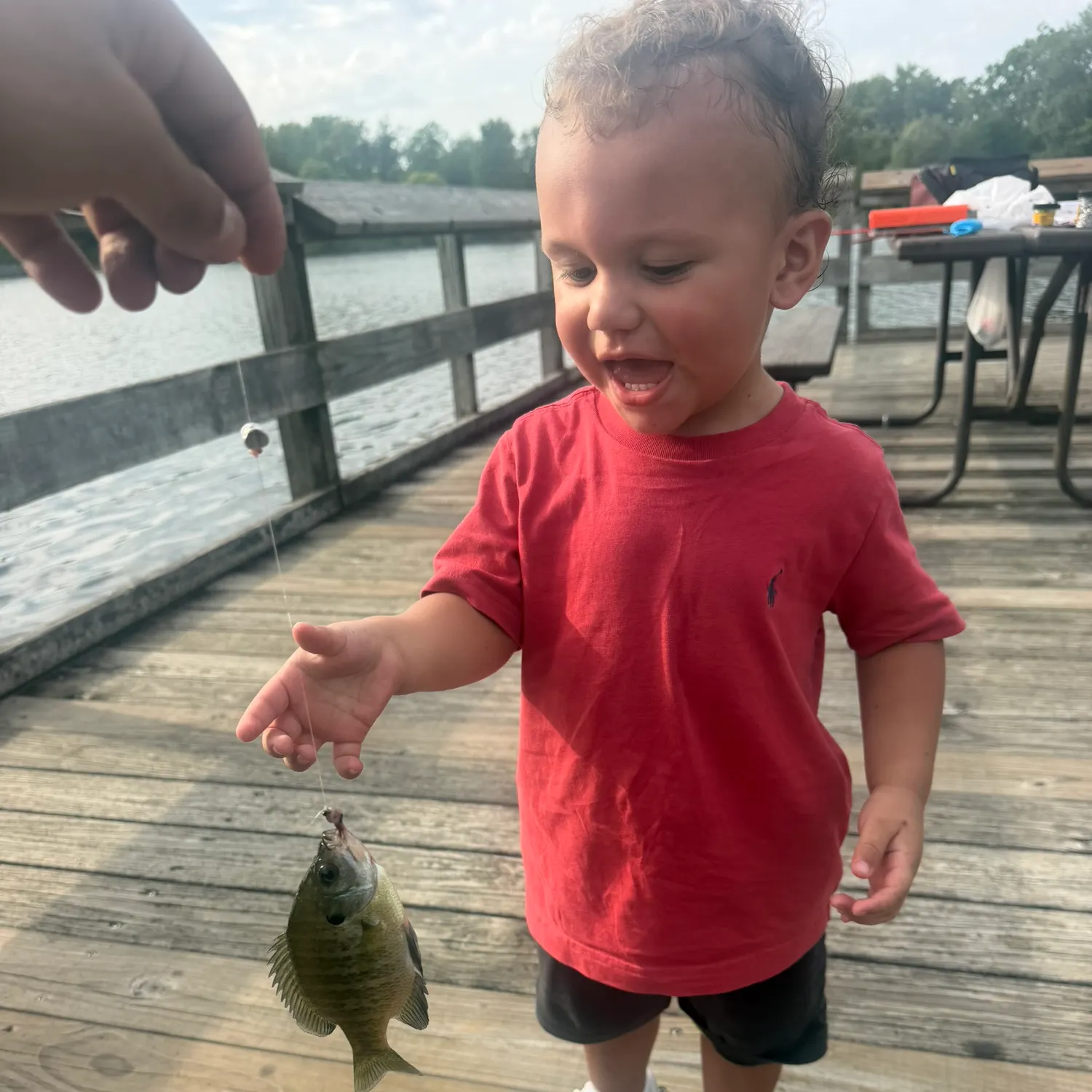 Bluegill caught on Fishbrain