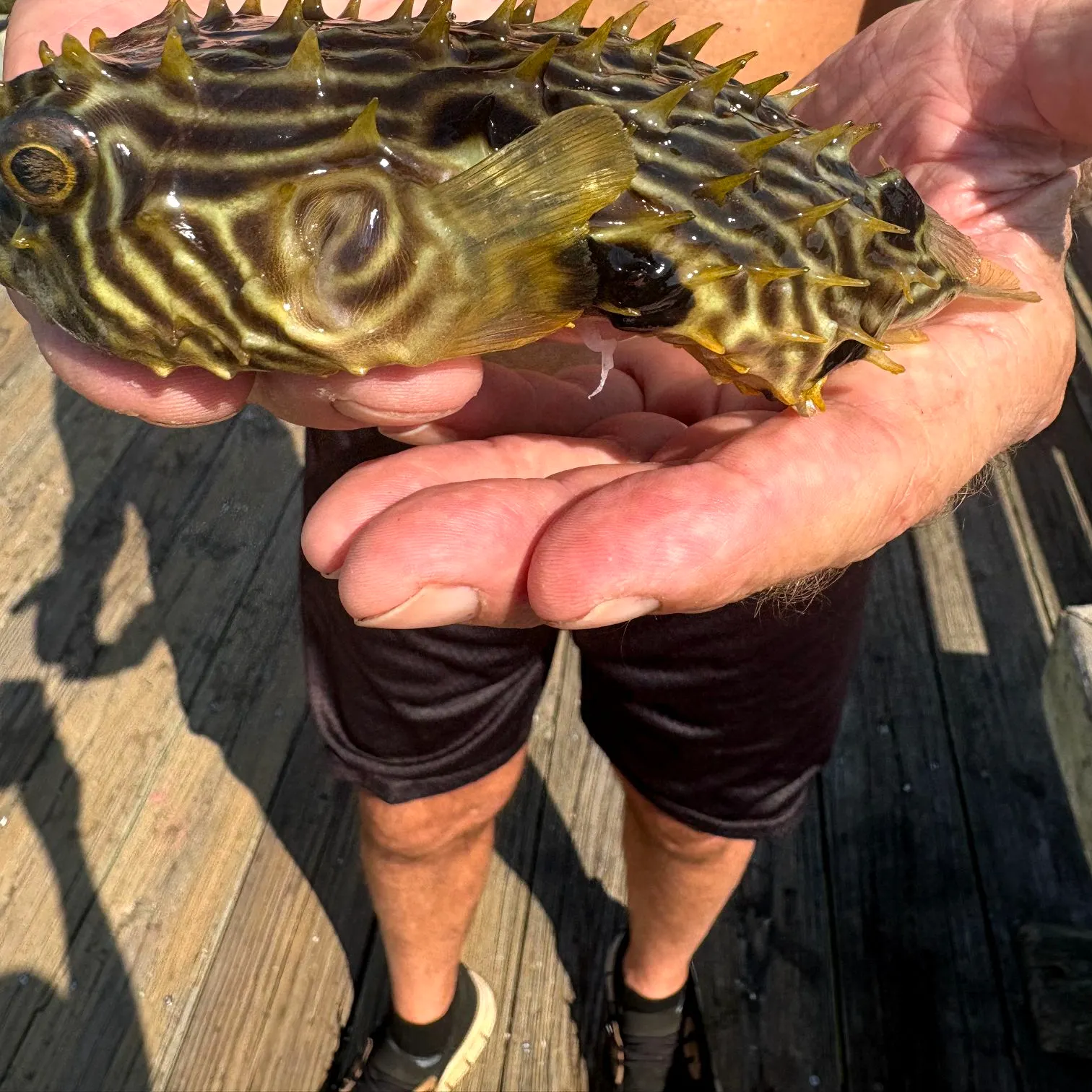 The most recent Spot-fin porcupinefish catches on Fishbrain