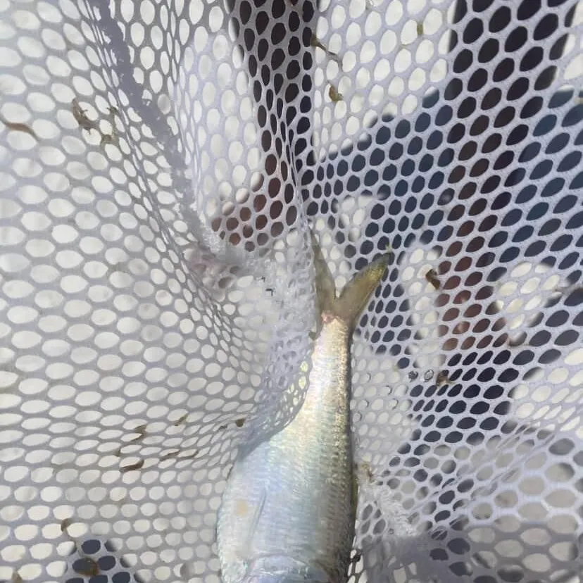 The most recent False herring catches on Fishbrain