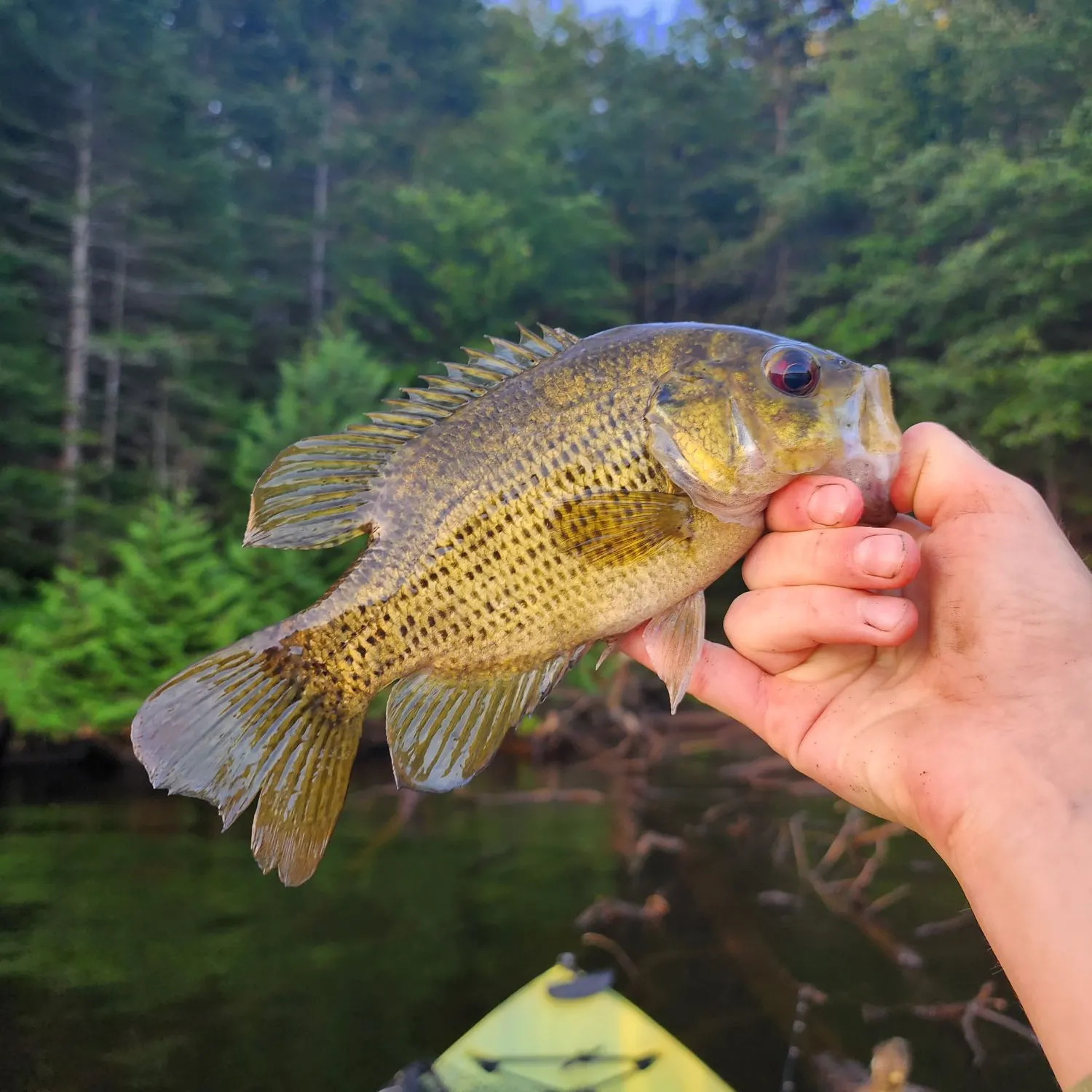 Rock bass caught on Fishbrain