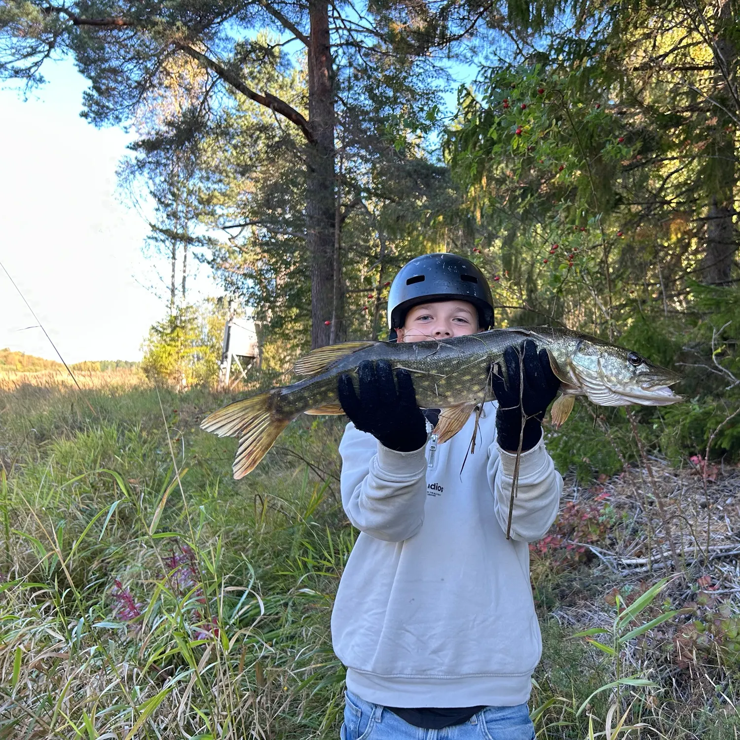 Northern pike caught on Fishbrain