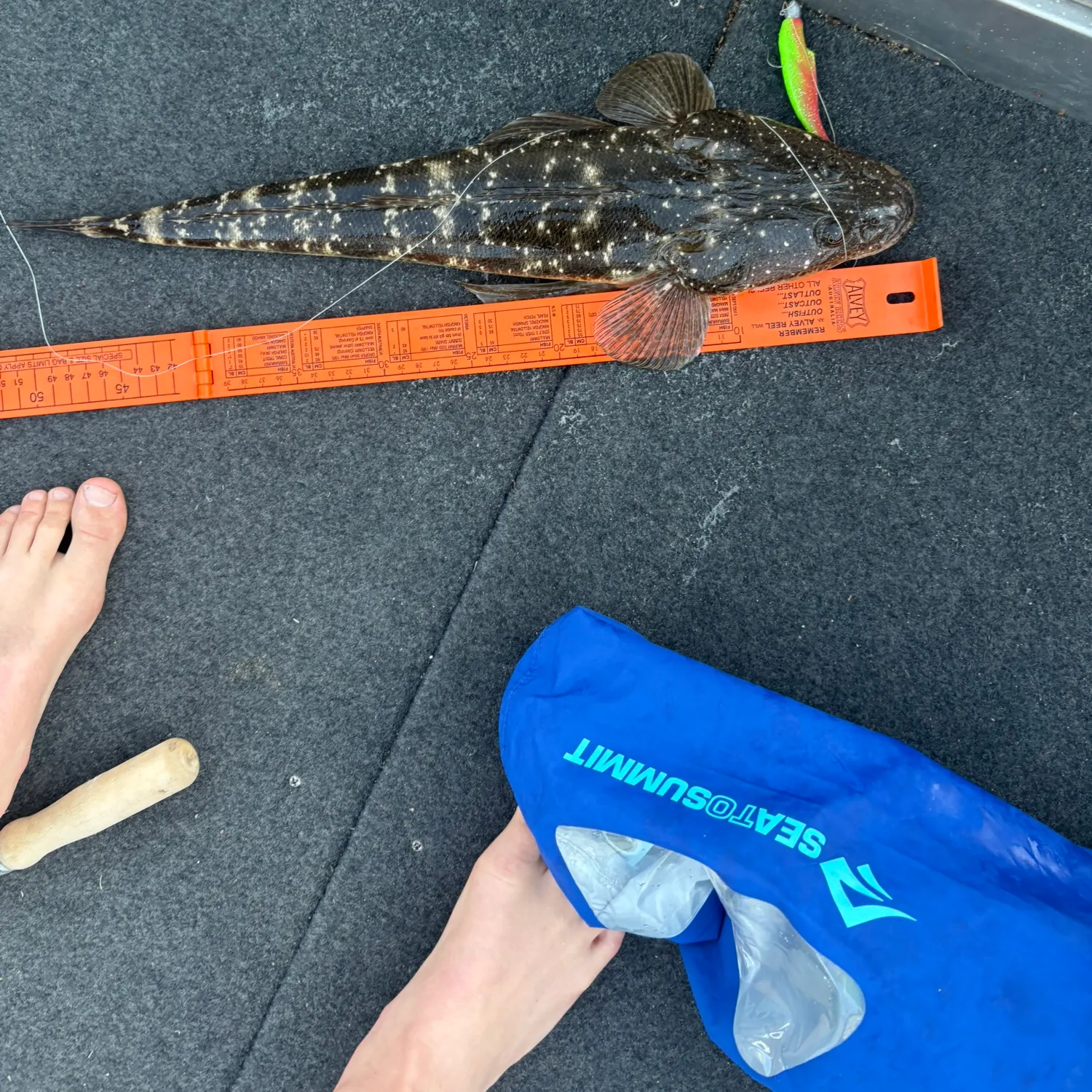 The most recent Dusky flathead catches on Fishbrain