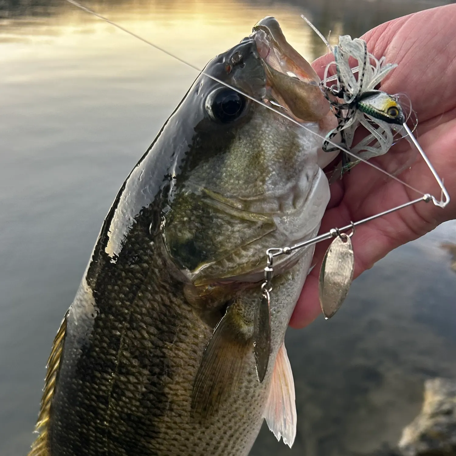 Spotted bass caught on Fishbrain