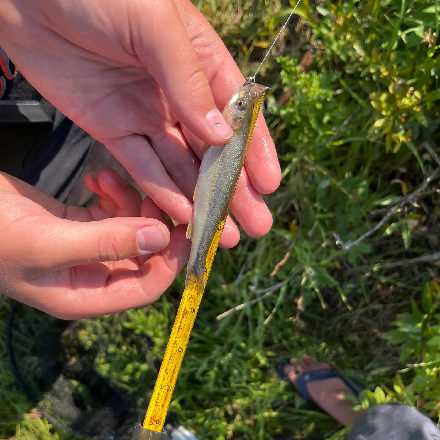 The most recent Lake chub catches on Fishbrain