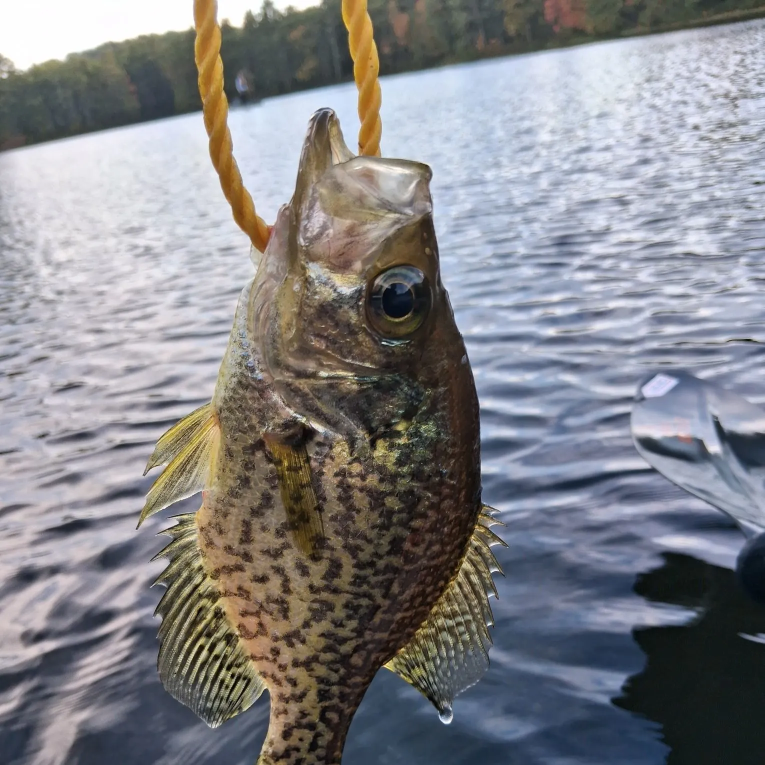 Black crappie caught on Fishbrain