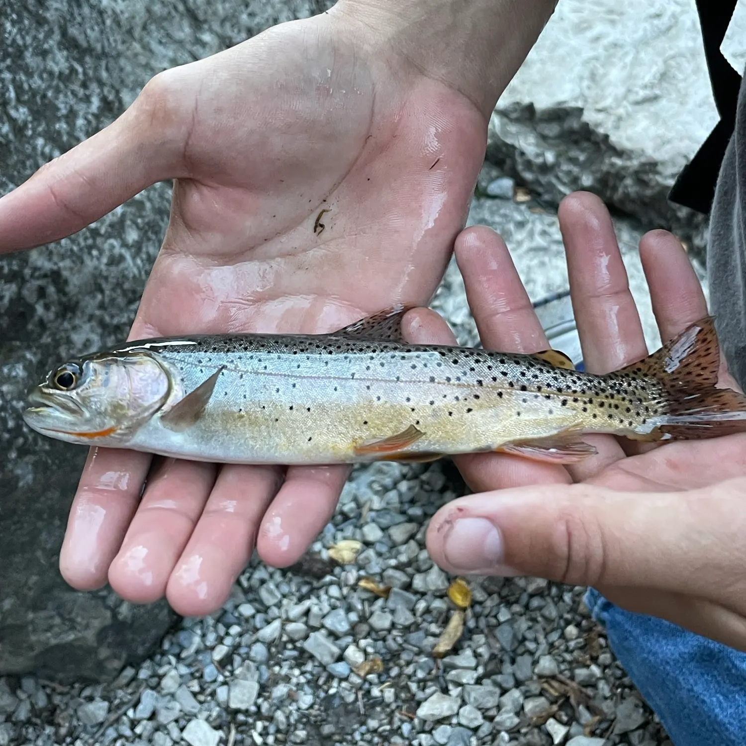 Cutthroat trout caught on Fishbrain