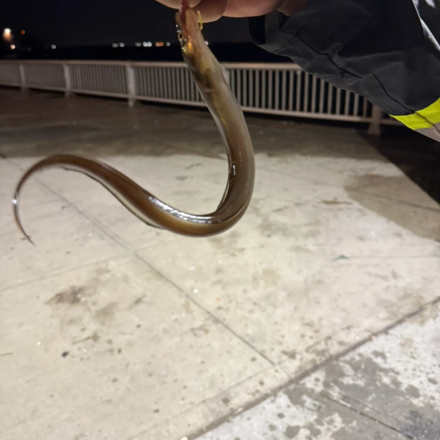 American eel caught on Fishbrain