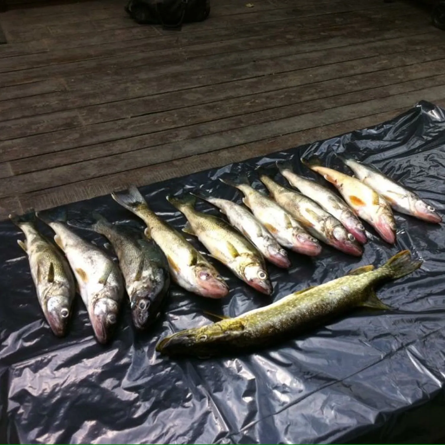 recently logged catches