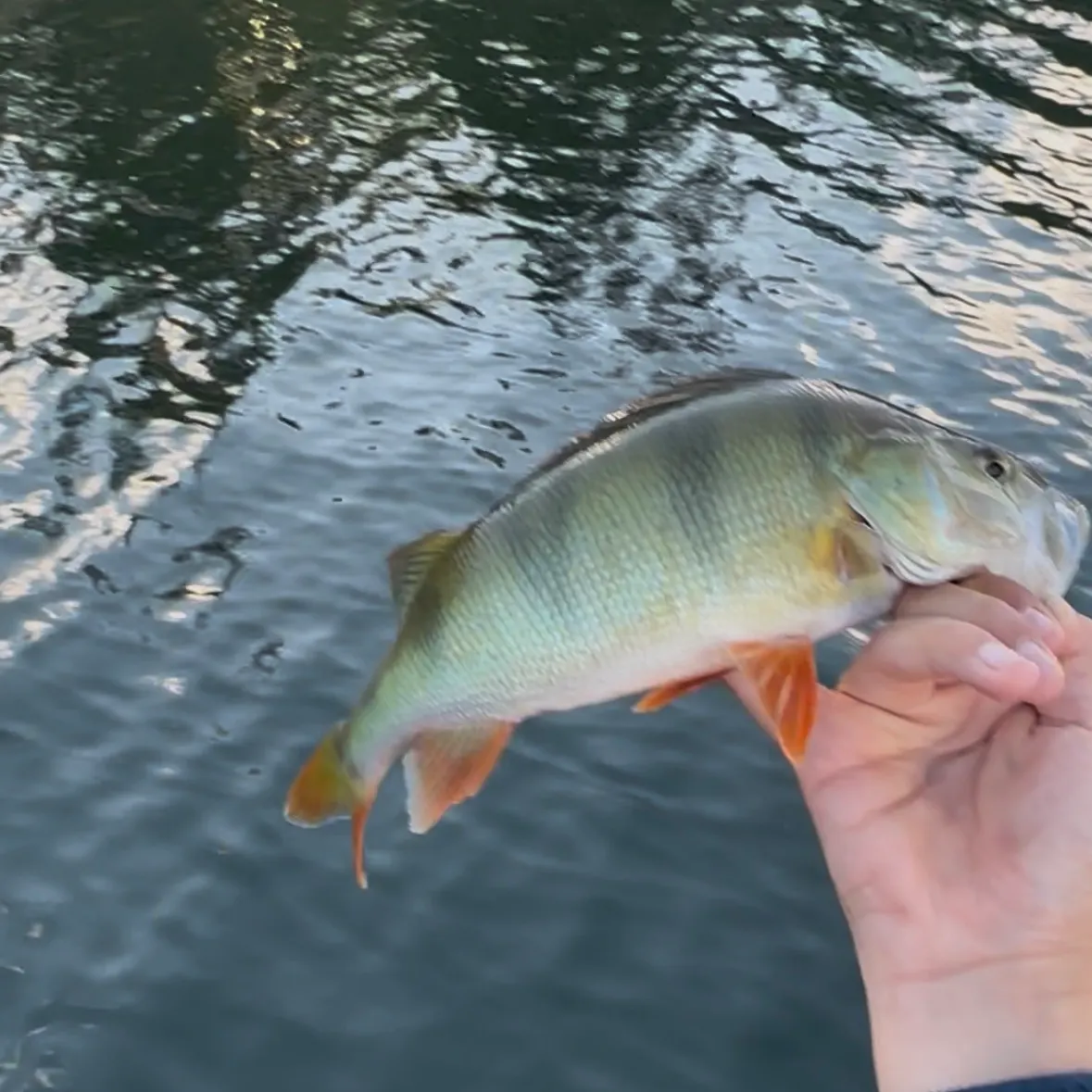 European perch caught on Fishbrain