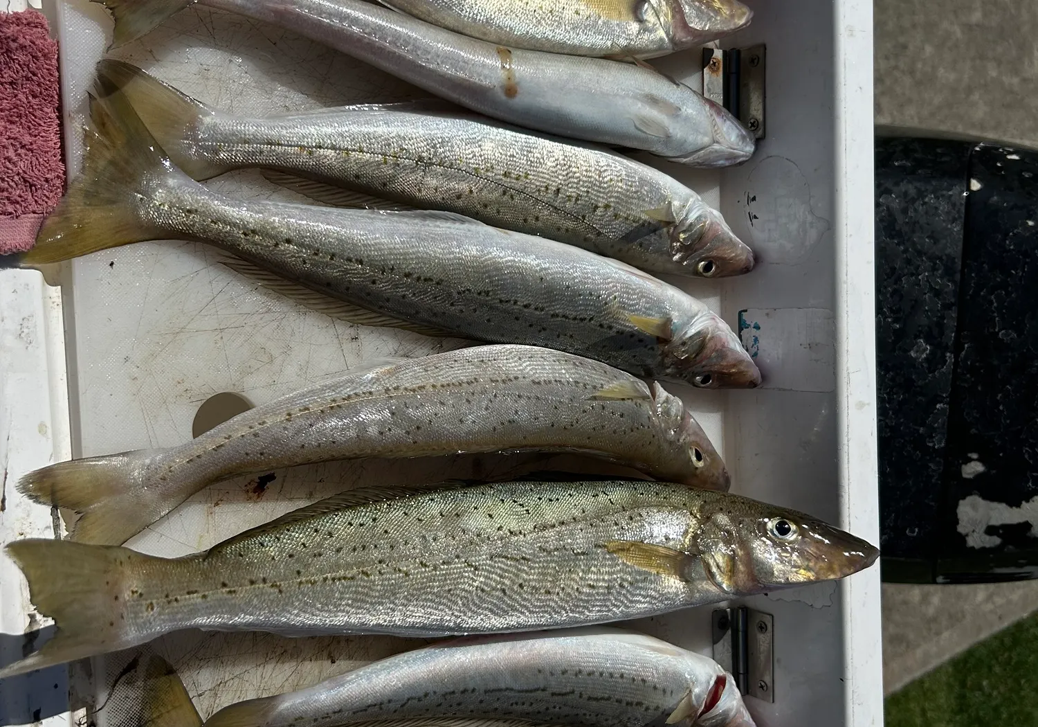 King George whiting