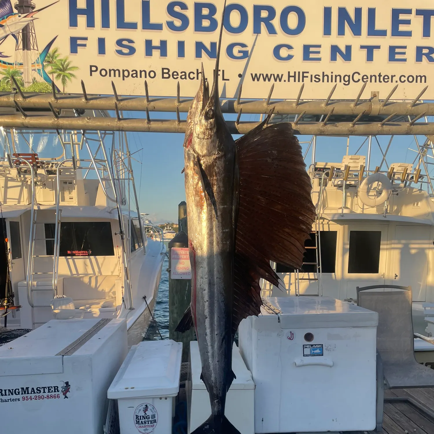 The most recent Atlantic sailfish catches on Fishbrain