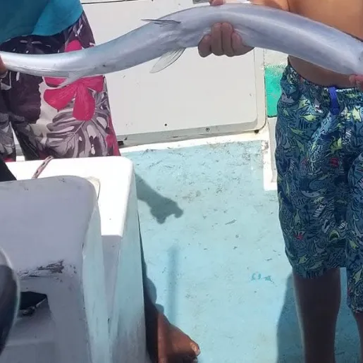 The most recent Keeltail needlefish catches on Fishbrain