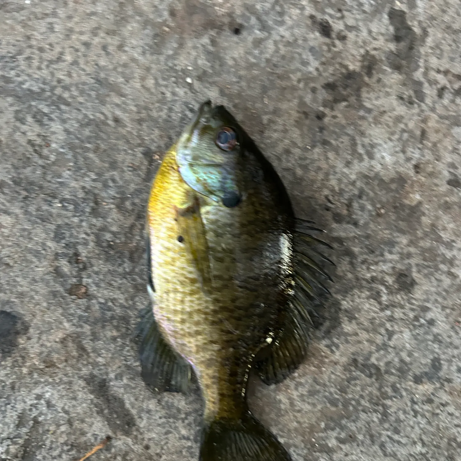 Bluegill caught on Fishbrain