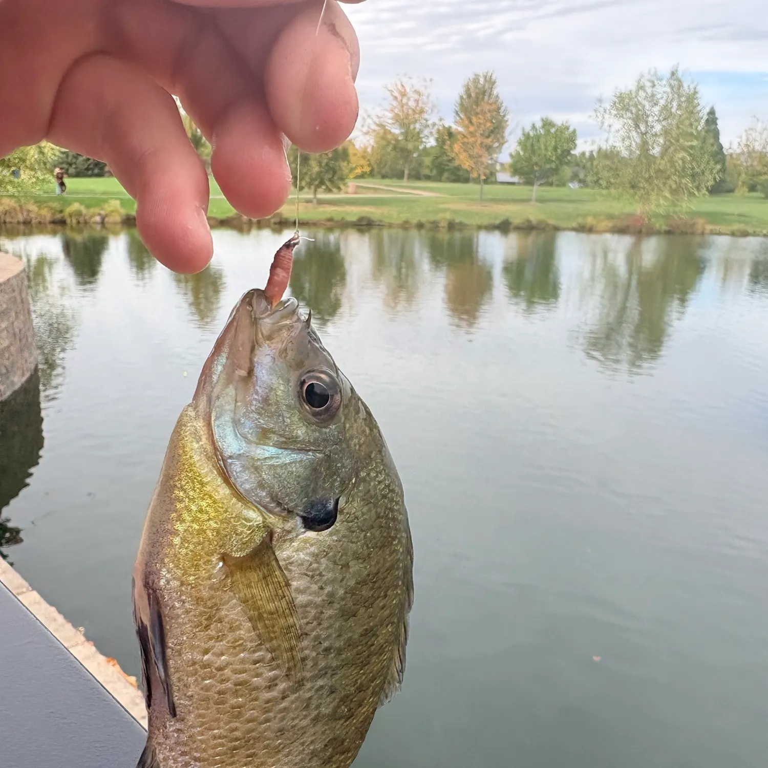 Bluegill caught on Fishbrain