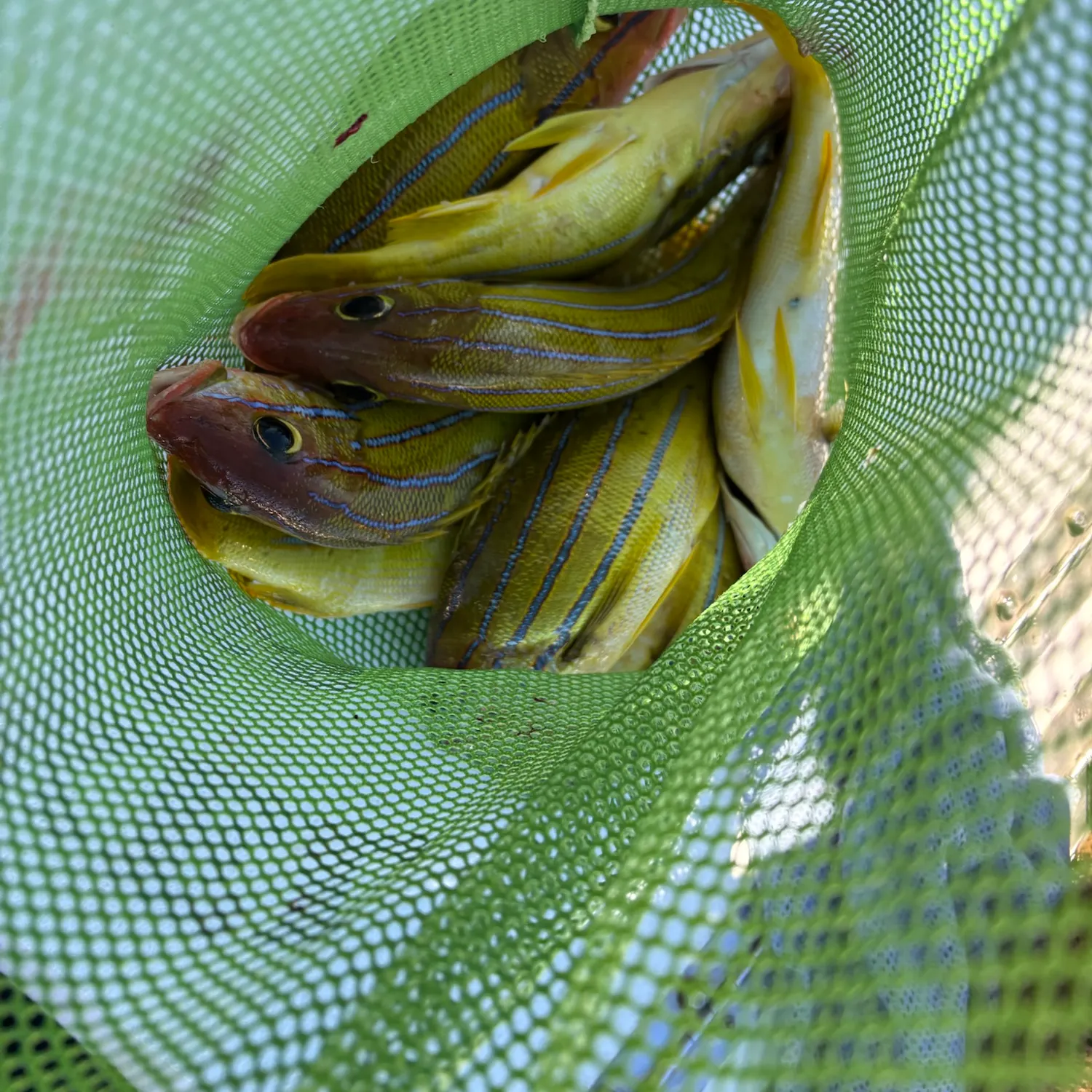 The most recent Common bluestripe snapper catches on Fishbrain