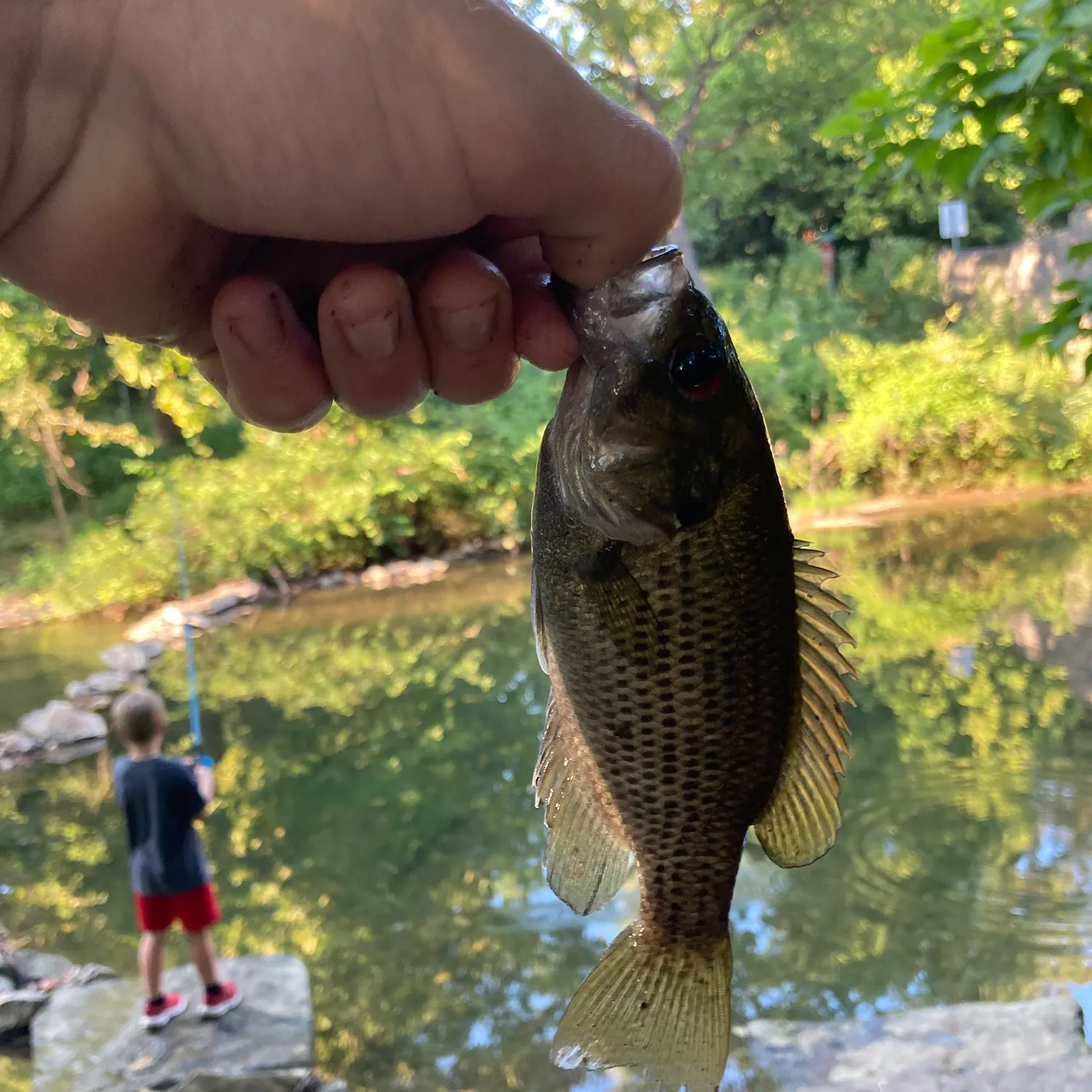 Rock bass caught on Fishbrain