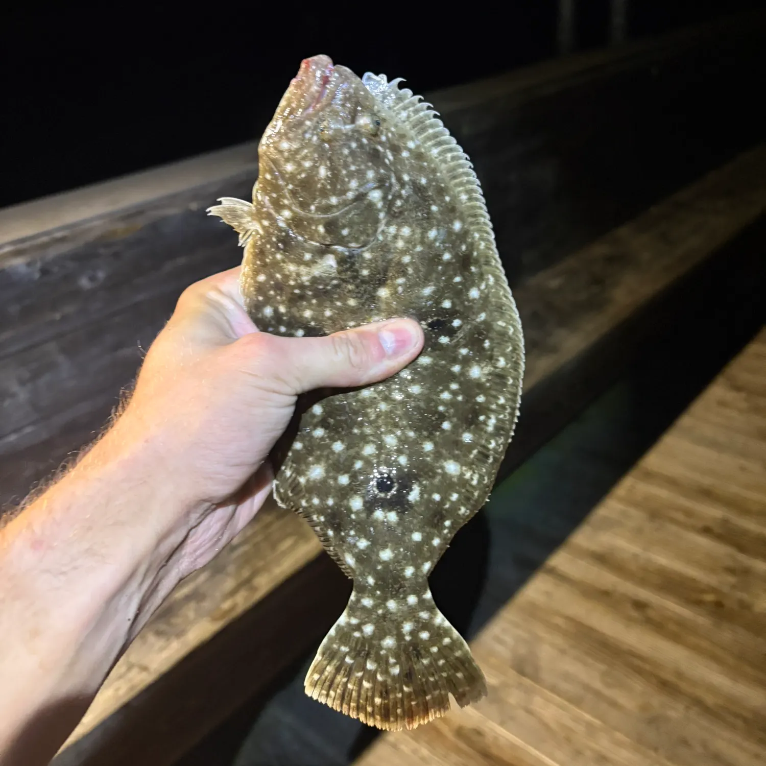 The most recent Gulf flounder catches on Fishbrain