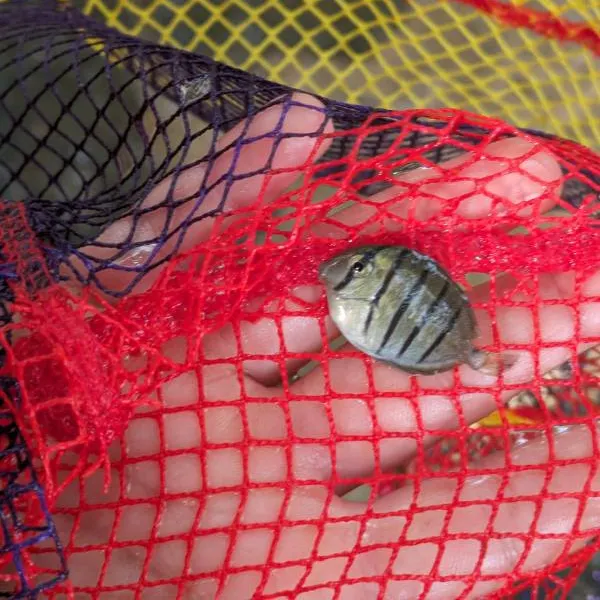 The most recent Convict surgeonfish catches on Fishbrain