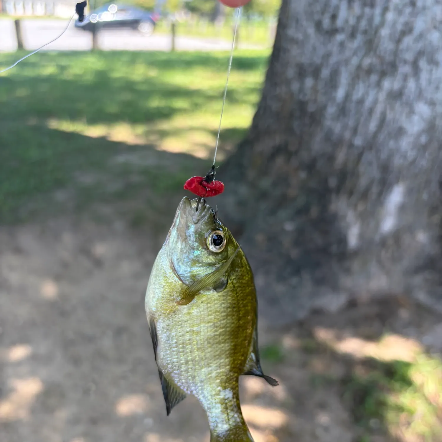 Fish caught on Fishbrain