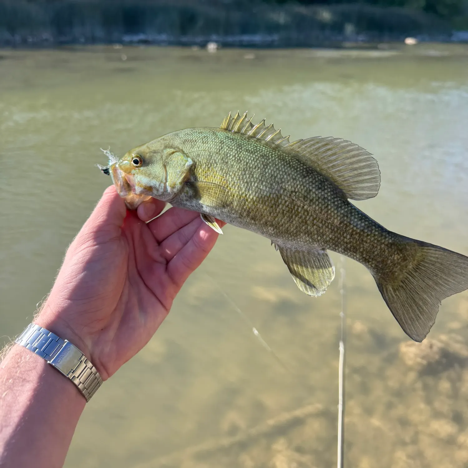 Smallmouth bass caught on Fishbrain