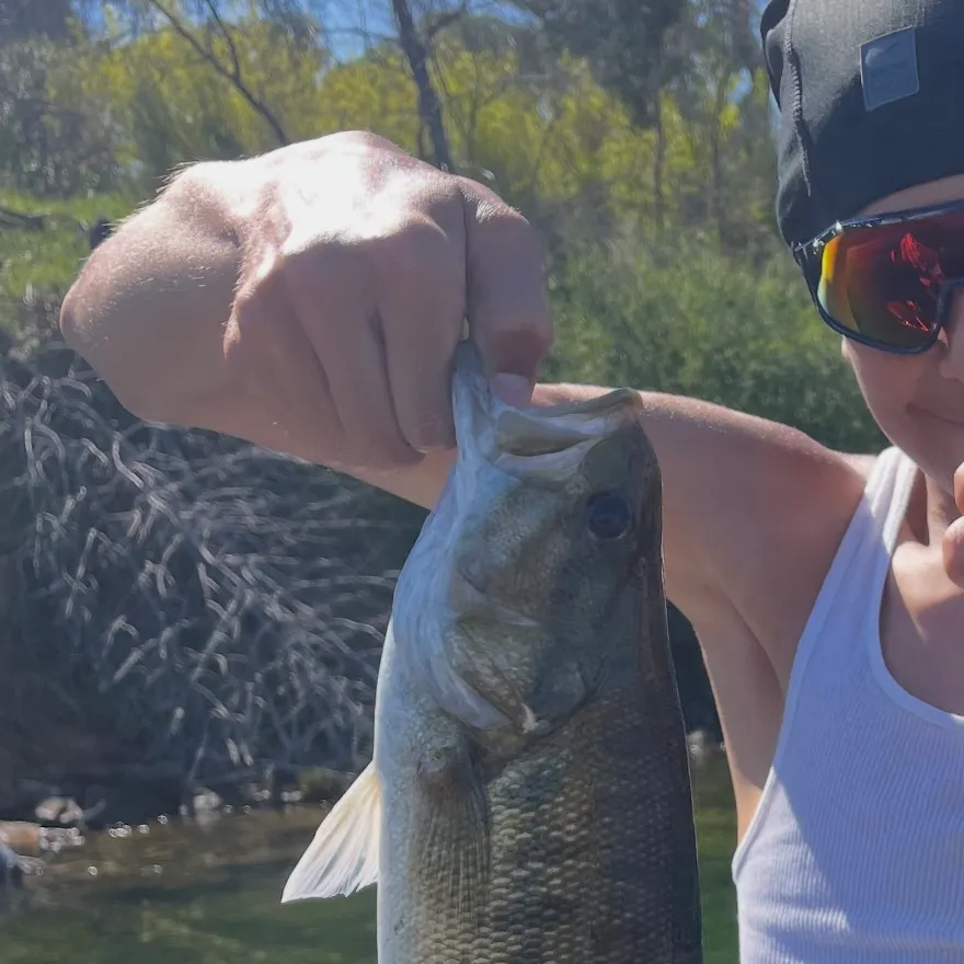 The most recent Meanmouth bass catches on Fishbrain