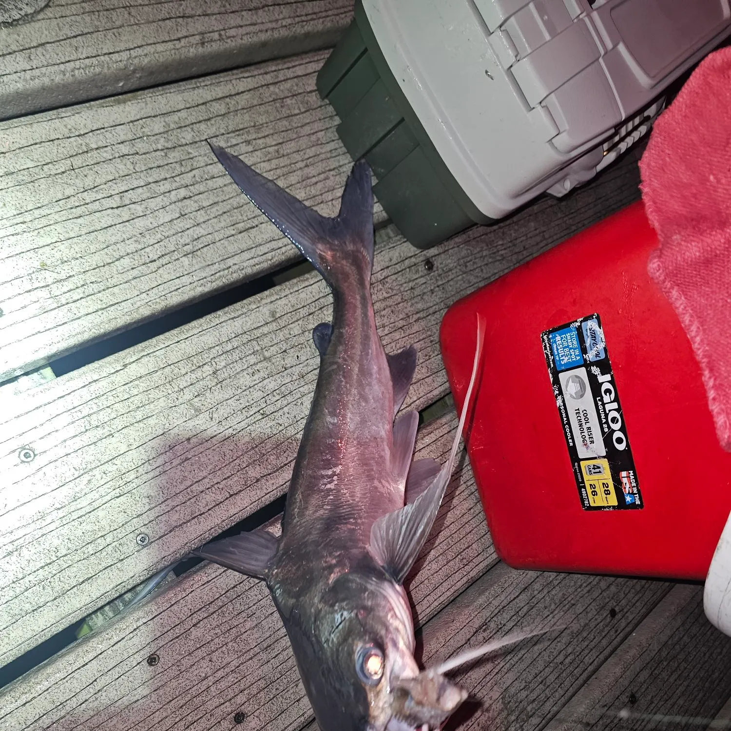 recently logged catches