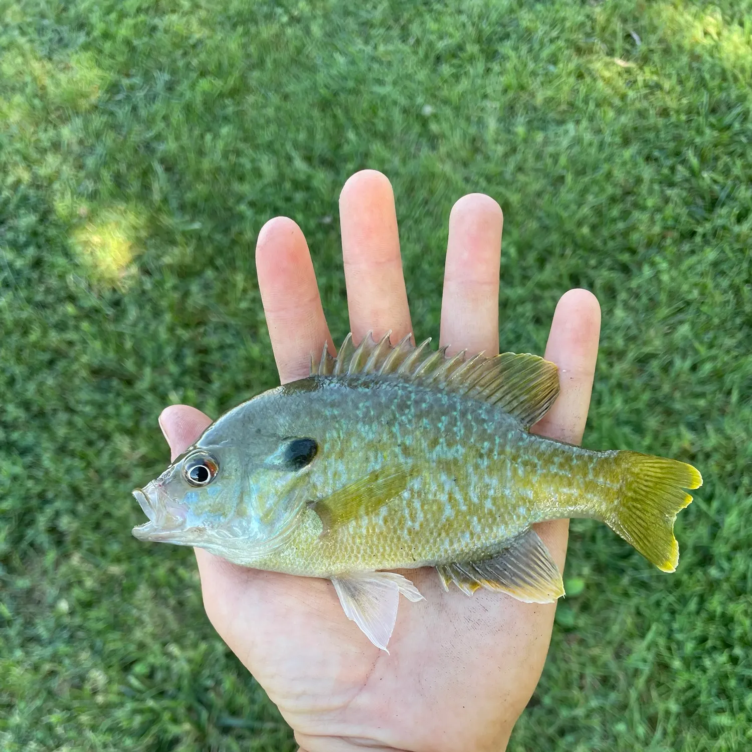 Greengill hybrid caught on Fishbrain