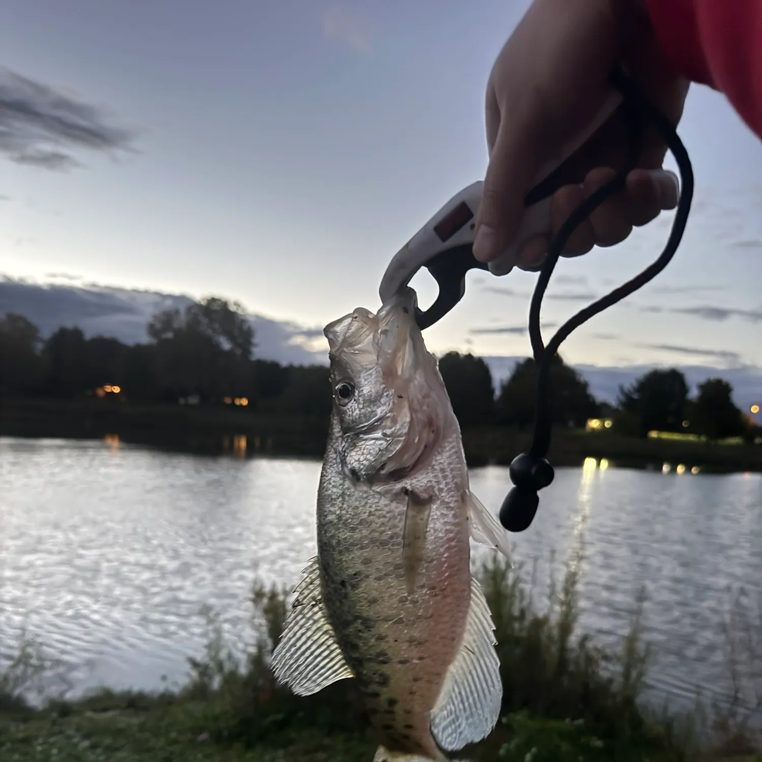 White crappie caught on Fishbrain