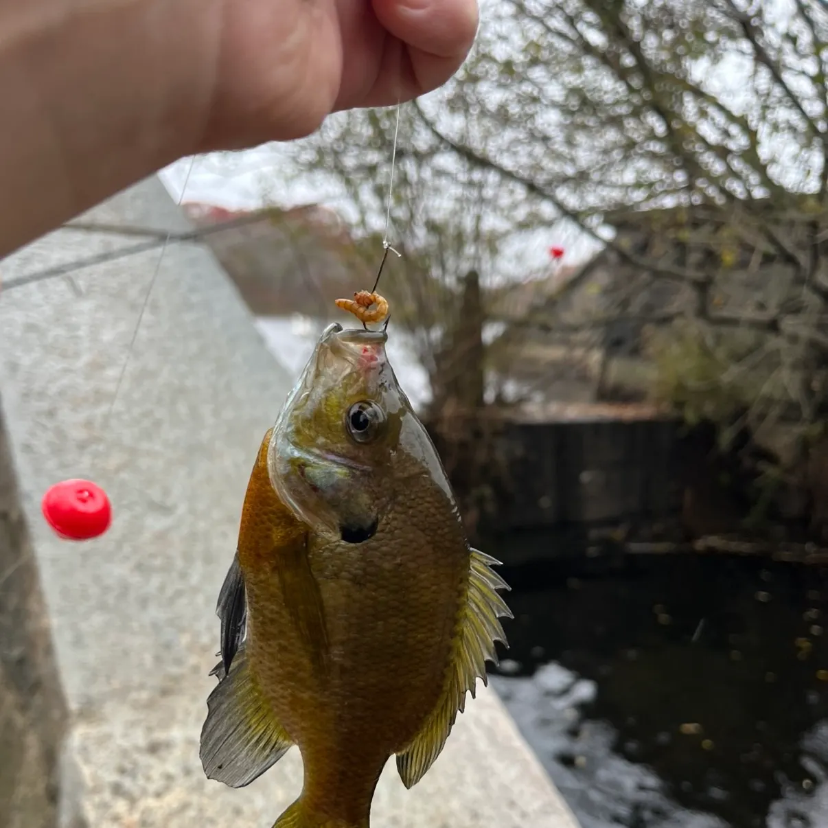 Bluegill caught on Fishbrain