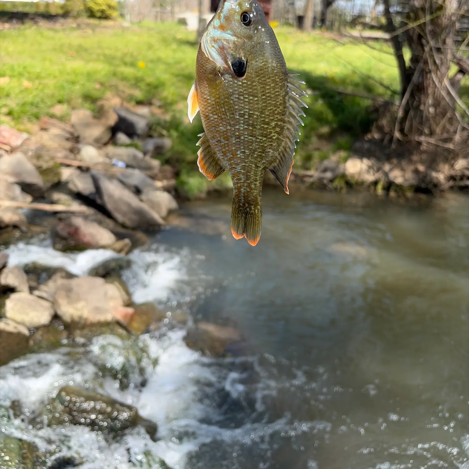 The most recent Greengill hybrid catches on Fishbrain